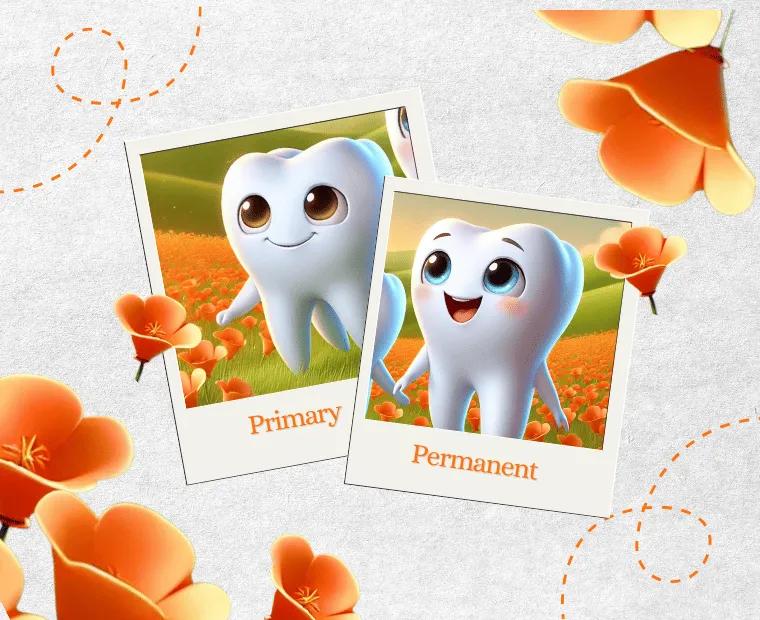 Baby Teeth to Wisdom Teeth: Your Complete Guide