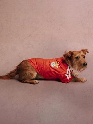 Benfica FC 26/27 Pet Home Jersey. Photo via adidas.