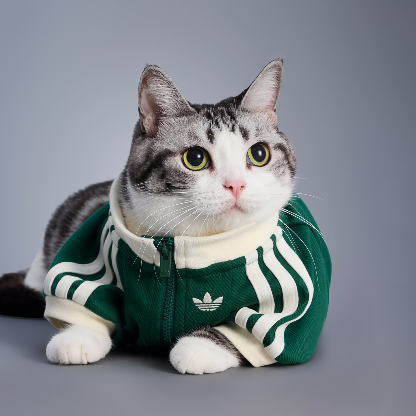 adidas Originals Launches Second Pet Collection, Exclusive to 