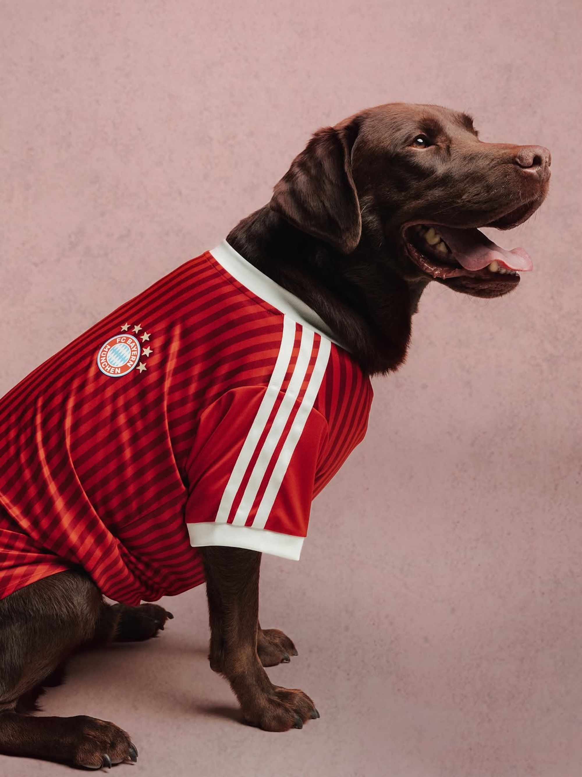 Bayern Munich 26/27 Pet Home Jersey. Photo via adidas.