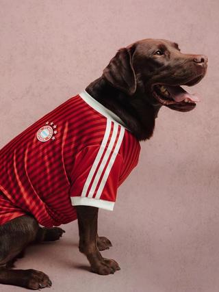 Bayern Munich 26/27 Pet Home Jersey. Photo via adidas.