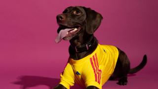 Dog wearing the Colombia 2026 World Cup™ Home Pet Jersey by adidas.