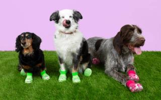 You Can Now Buy Matching Crocs Clogs for Your Dogs