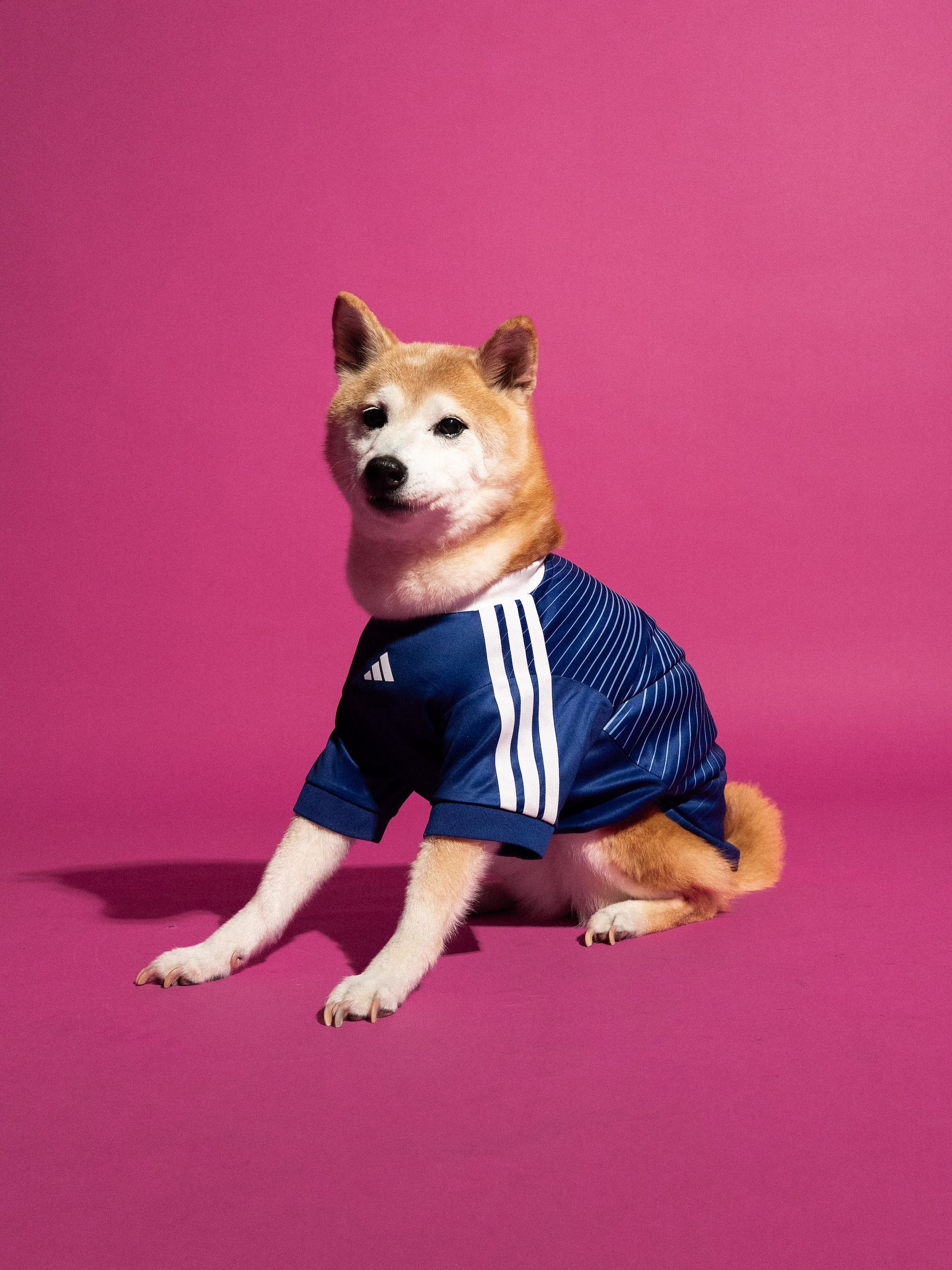 Dog wearing the Japan 2026 World Cup™ Home Pet Jersey by adidas.