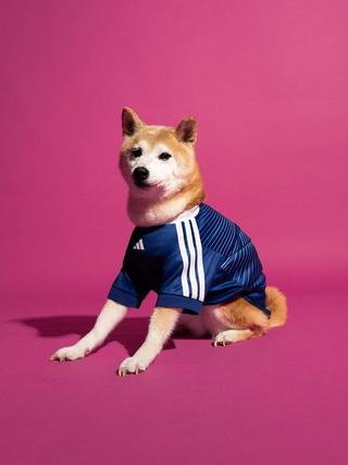 Dog wearing the Japan 2026 World Cup™ Home Pet Jersey by adidas.