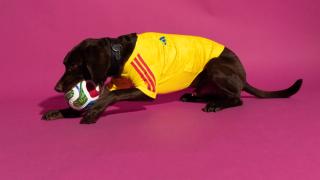 Dog wearing the Colombia 2026 World Cup™ Home Pet Jersey by adidas.
