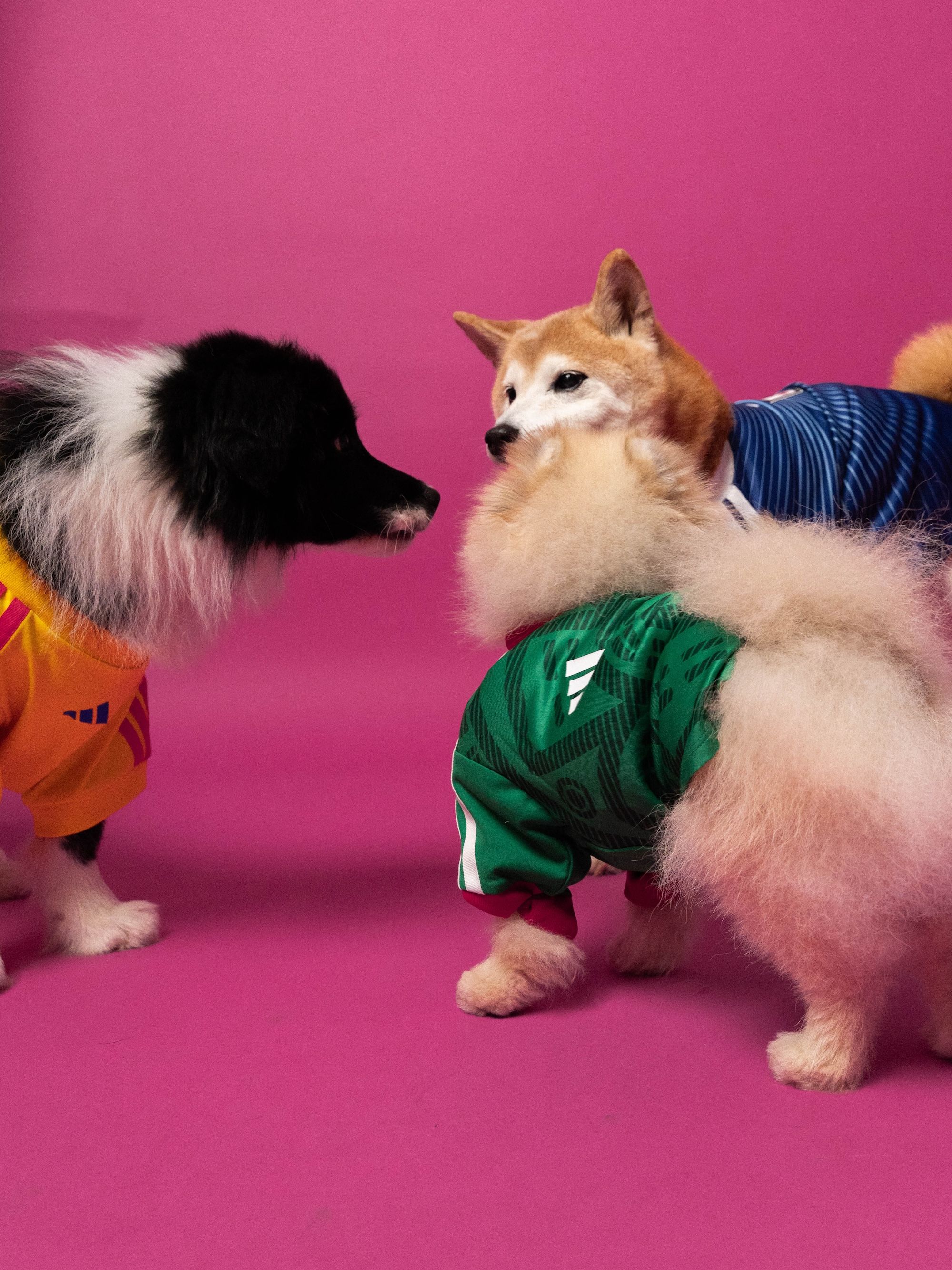 Dogs wearing the adidas 2026 World Cup™ Home Jersey Pet Collection.