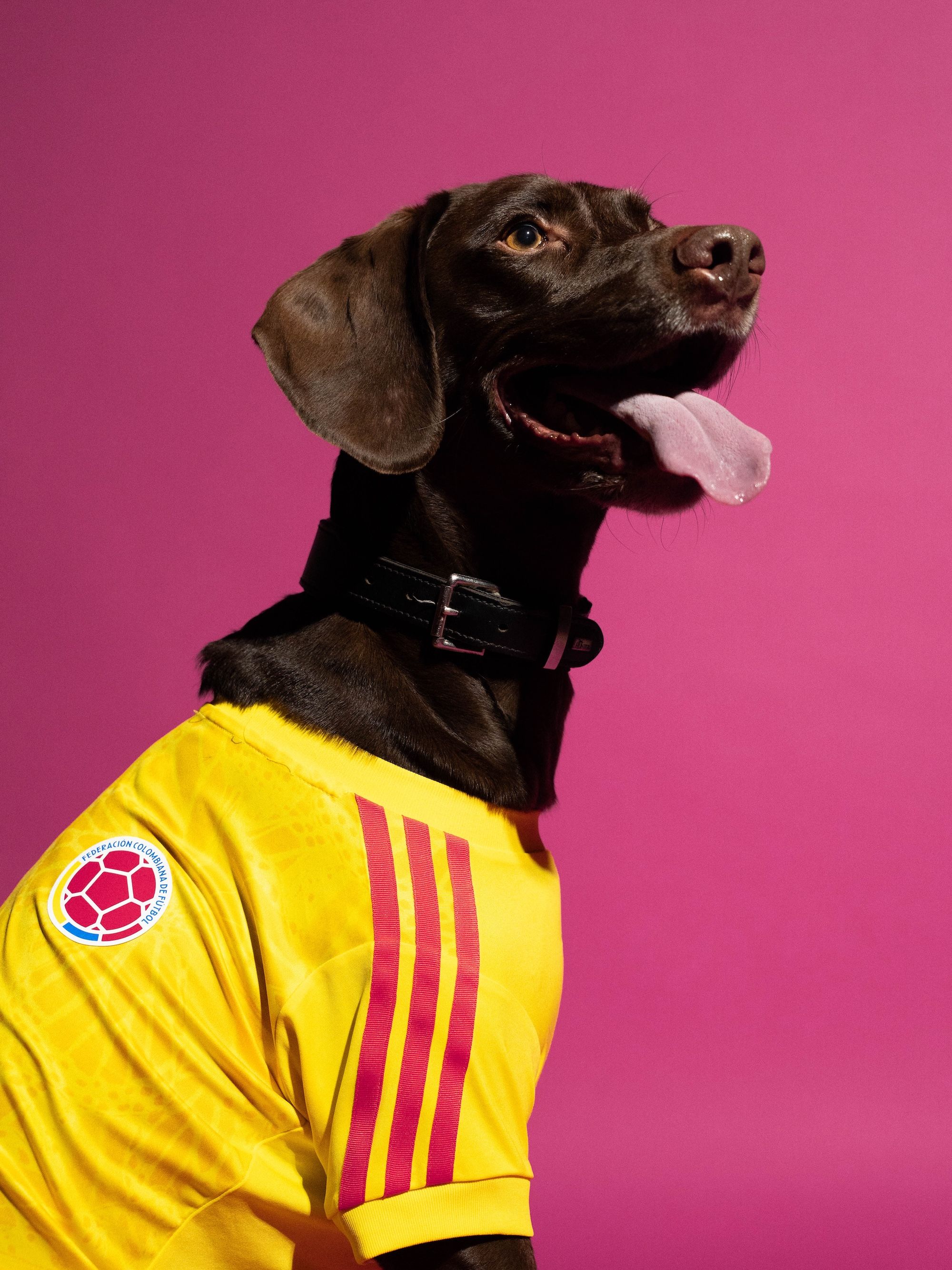 Dog wearing the Colombia 2026 World Cup™ Home Pet Jersey. Photo via adidas.