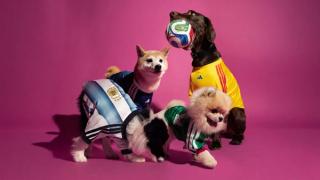 adidas World Cup 2026™ Pet Collection Official Look. 
