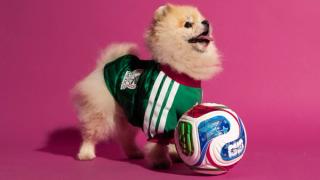 Small dog wearing the Mexico 2026 World Cup™ Home Pet Jersey. Photo via adidas.