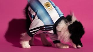 Dog wearing the Argentina 2026 World Cup™ Home Pet Jersey by adidas.