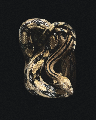 Snake campaign for the Converse SHAI 001 "Slither" Basketball Shoe. Photo via Converse.