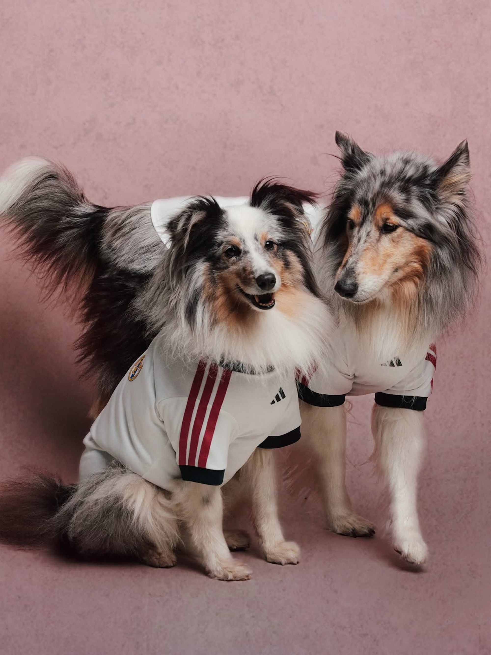 Real Madrid 26/27 Pet Home Jersey. Photo via adidas.