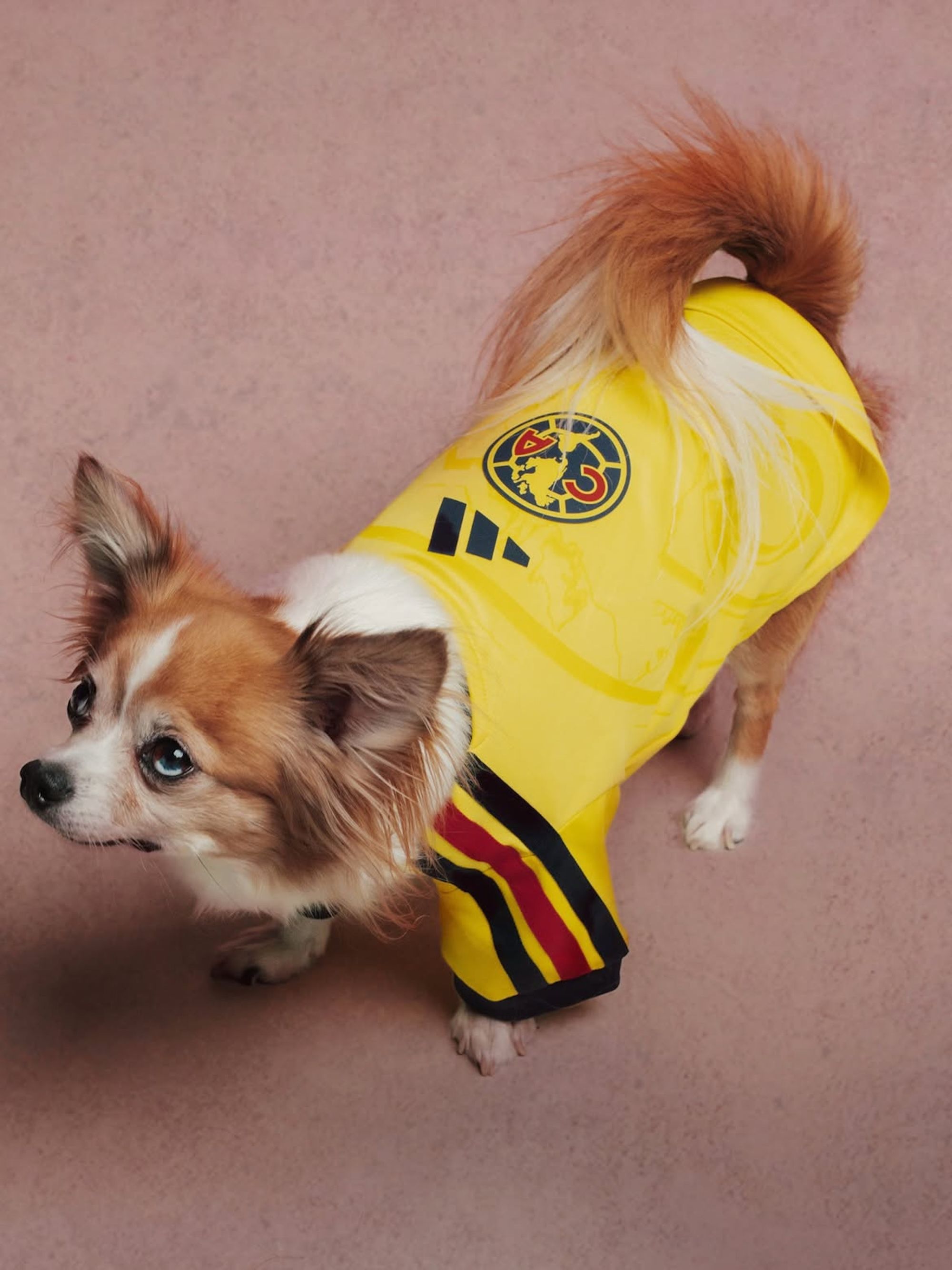 Club América 26/27 Pet Home Jersey. Photo via adidas.
