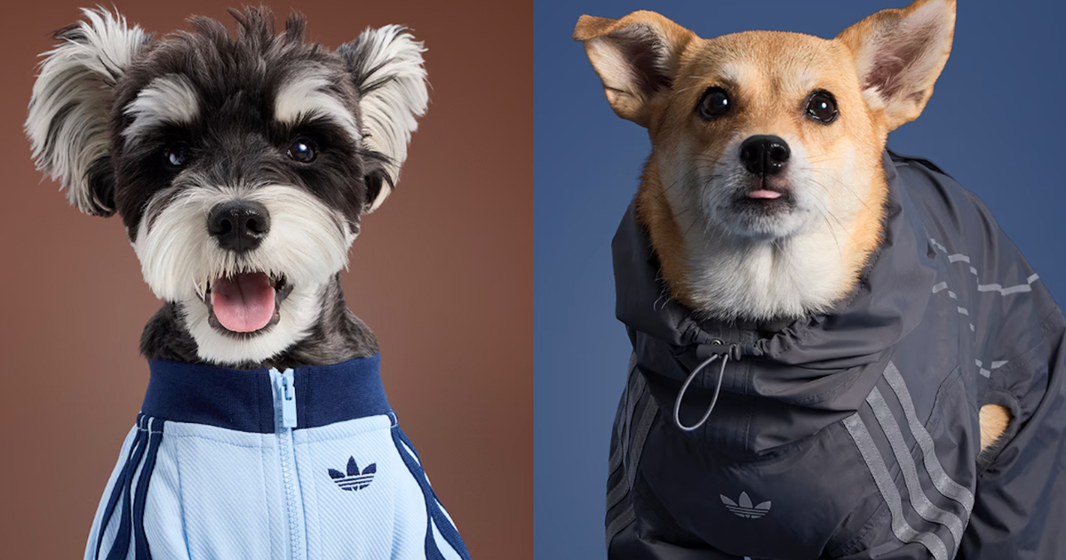 adidas Originals Launches Second Pet Collection, Exclusive to China | House of Heat°