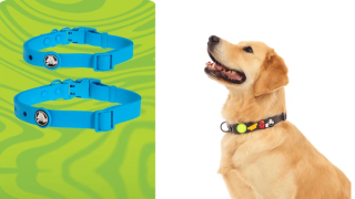Crocs BarkBox Dog Collar