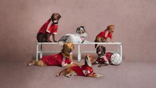 adidas Pet Club Football 26/27 Home Jerseys for Real Madrid, Arsenal, Liverpool FC, Manchester United, Benfica FC, Bayern Munich & Club América.
