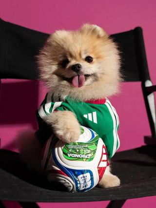 Dog wearing the Mexico 2026 World Cup™ Home Pet Jersey by adidas.