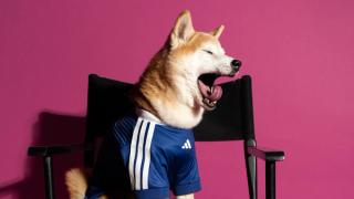 Dog wearing the Japan 2026 World Cup™ Home Pet Jersey by adidas.