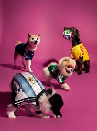 adidas 2026 World Cup™ Home Jersey Pet Collection, featuring shirts for Argentina, Mexico, Colombia & Japan. Photo via adidas.
