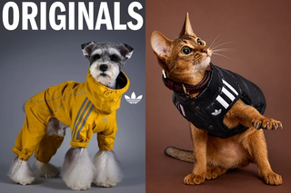 adidas Originals Made a Winter Collection for Pets, and It’s Too Cute