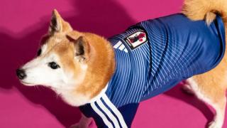 Dog wearing the Japan 2026 World Cup™ Home Pet Jersey. Photo via adidas.