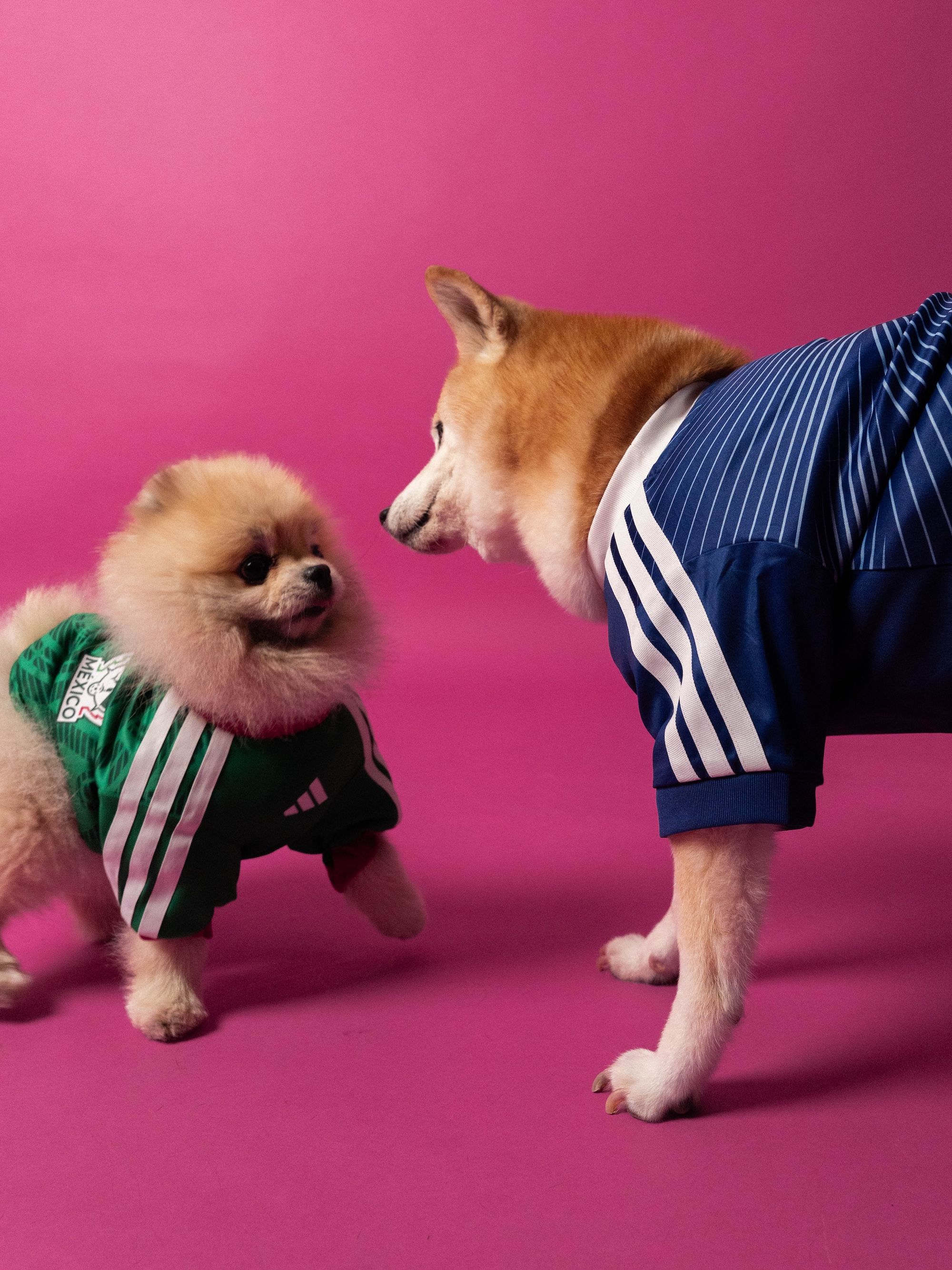 Dogs wearing the Mexico & Japan 2026 World Cup™ Home Pet Jersey by adidas.