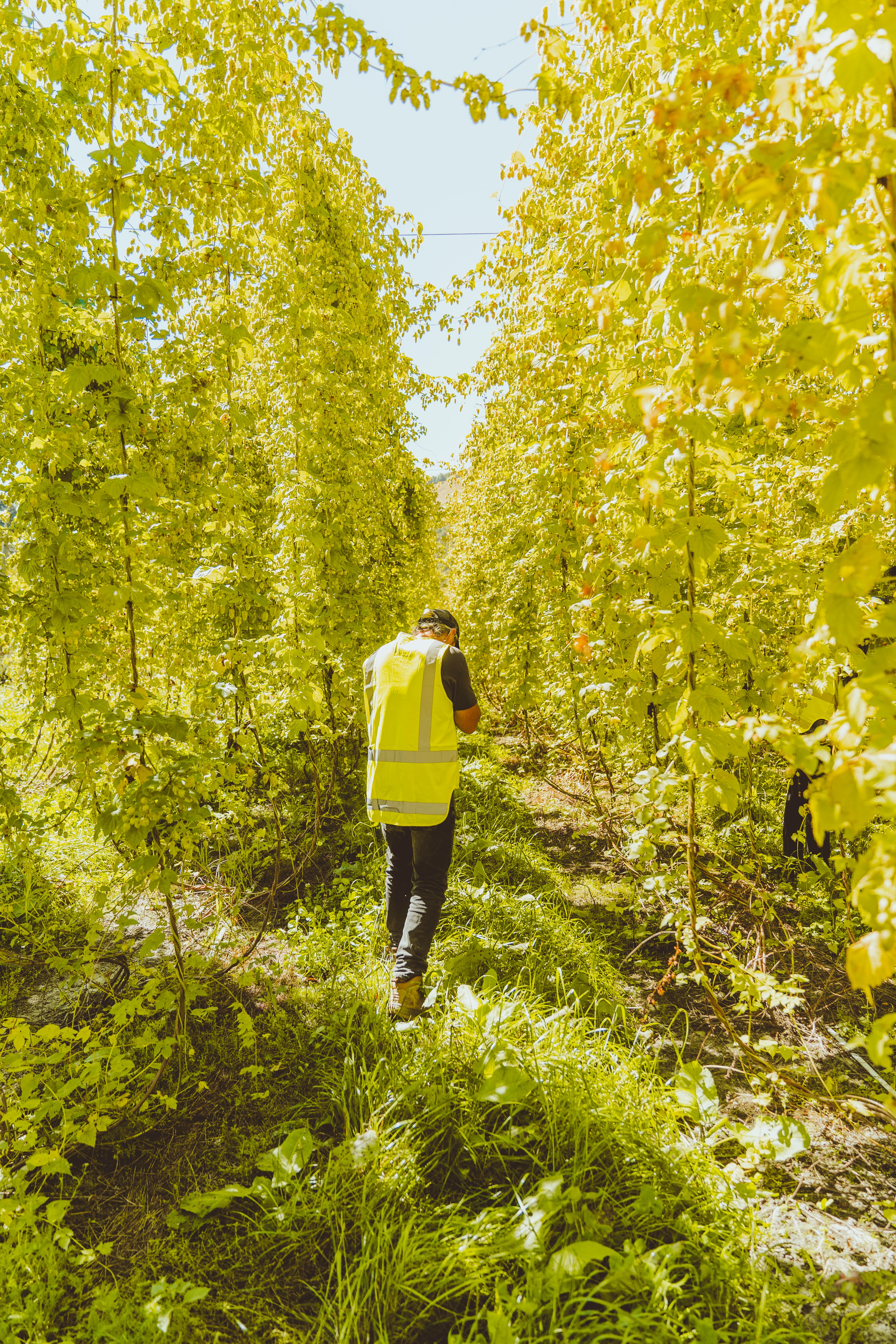 Hop Harvest '26, Part 2: Hāpi Sessions  cover image