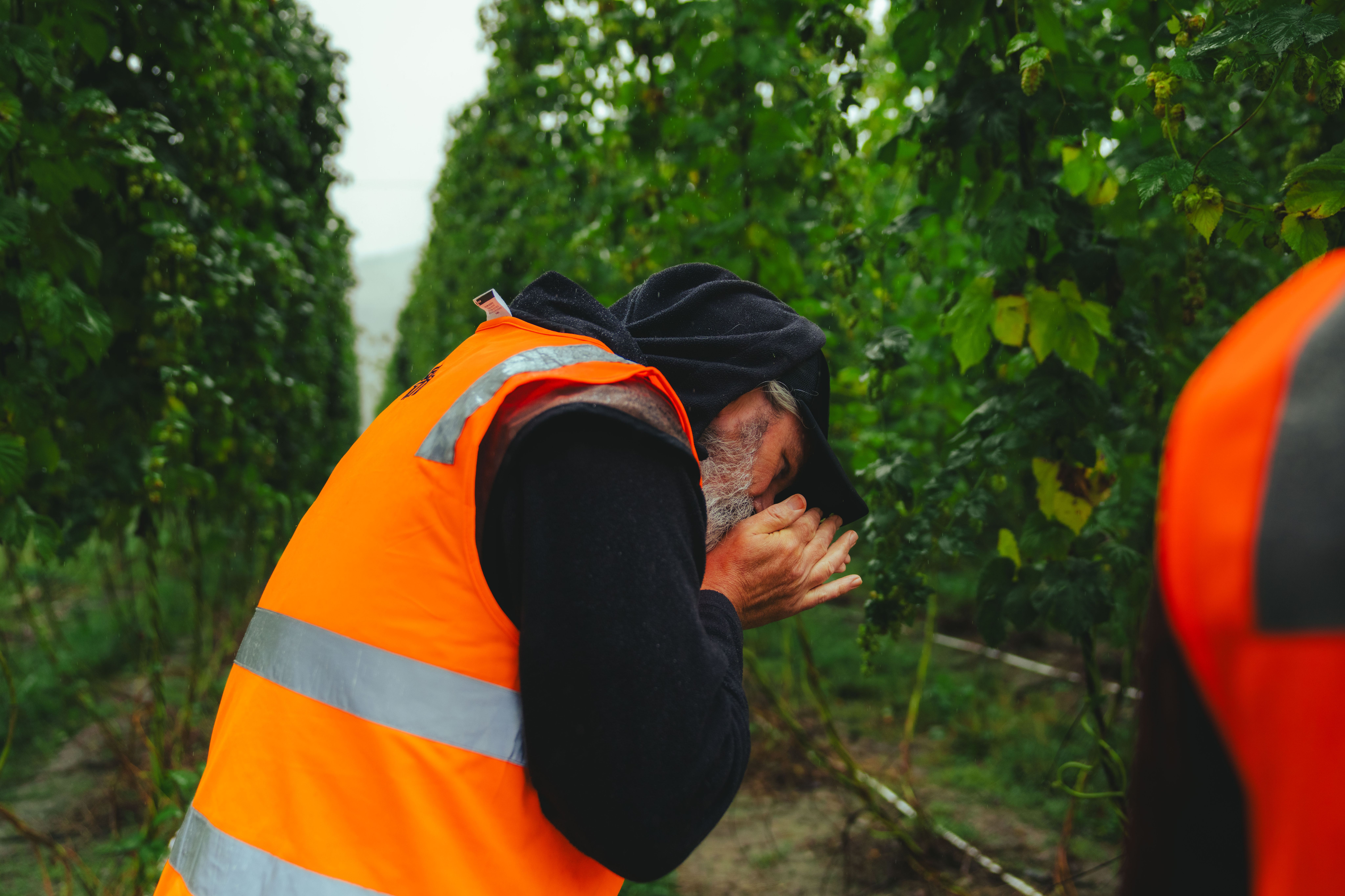 Hop Harvest '26: Better Than Christmas cover image