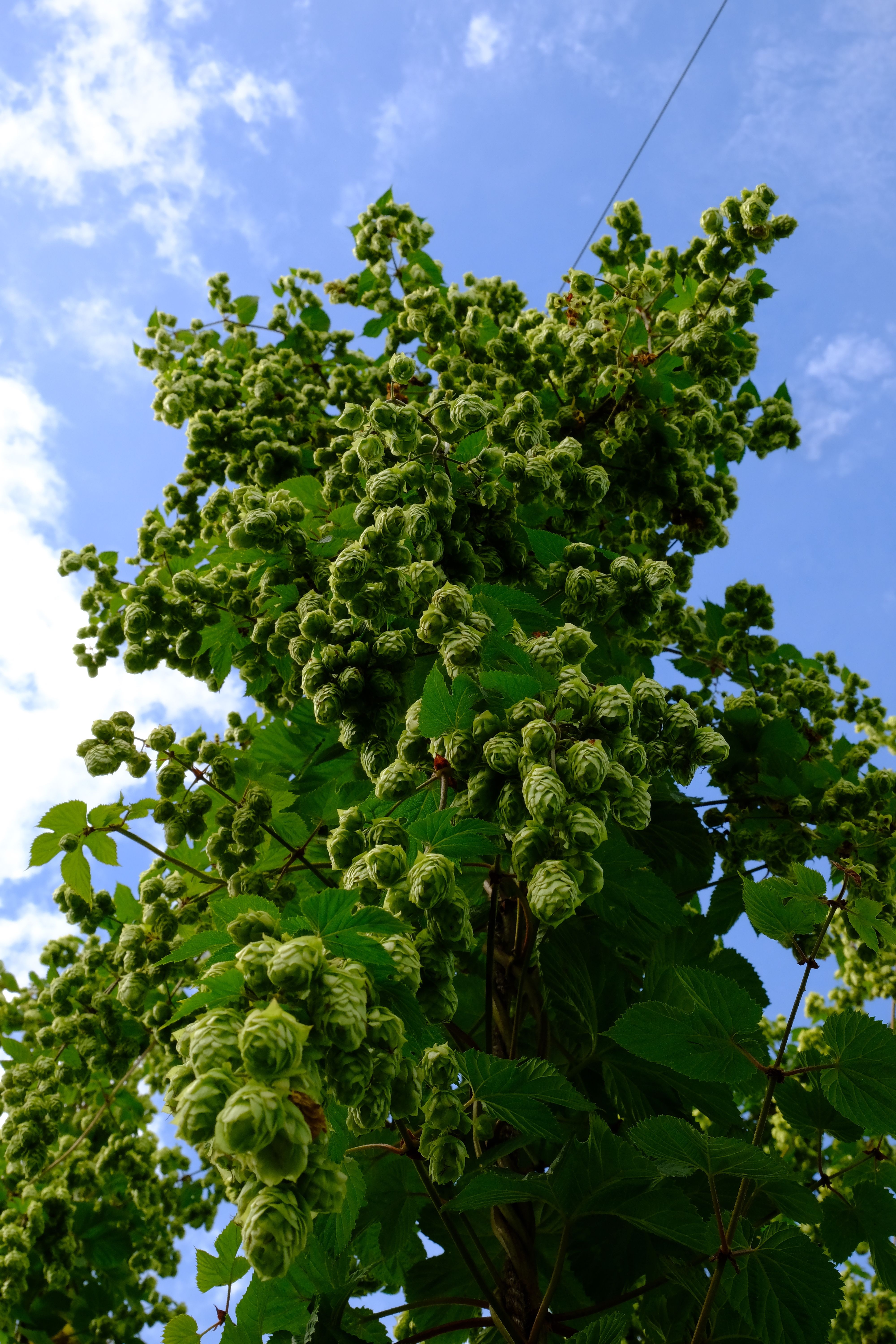 The Hop Harvest 2023 cover image