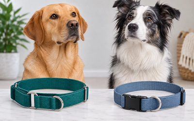 Martingale Collar vs Regular Collar: Which Should You Choose?