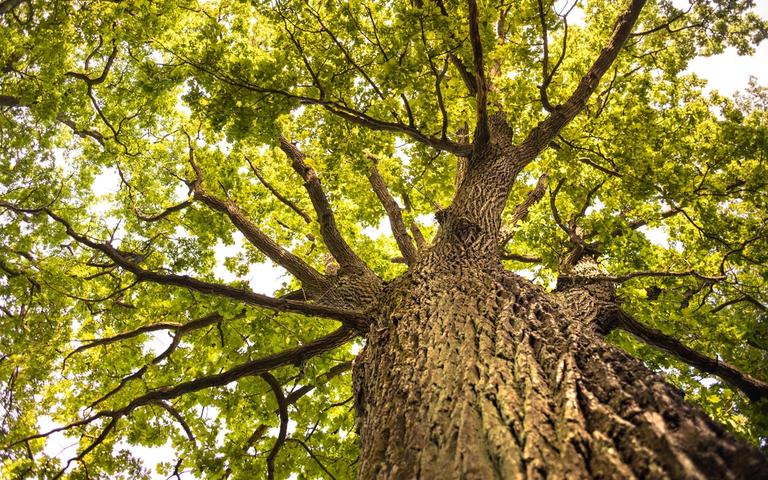 Alte, knorrige Eiche mit tief gefurchter Rinde auf einer Waldlichtung