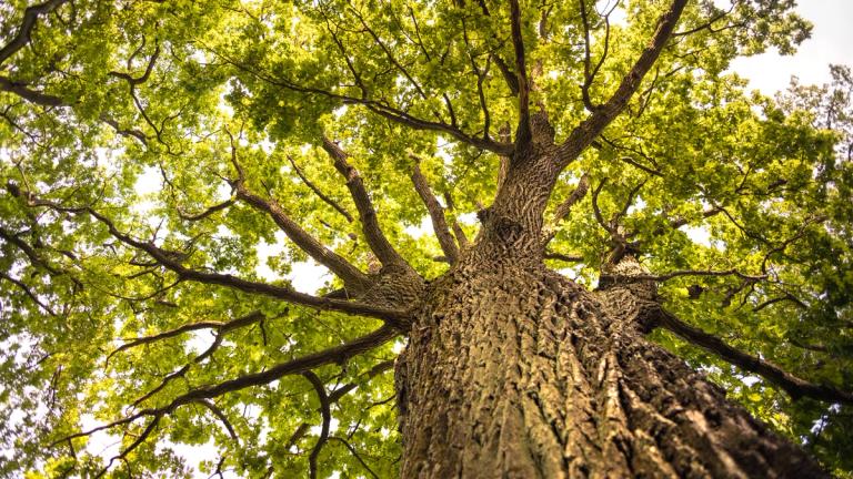 Alte, knorrige Eiche mit tief gefurchter Rinde auf einer Waldlichtung