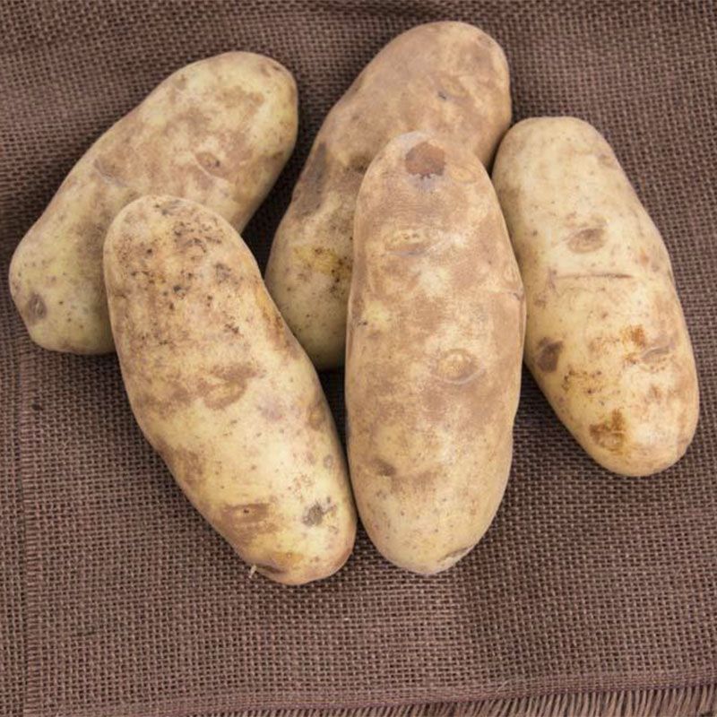 Russet Potato