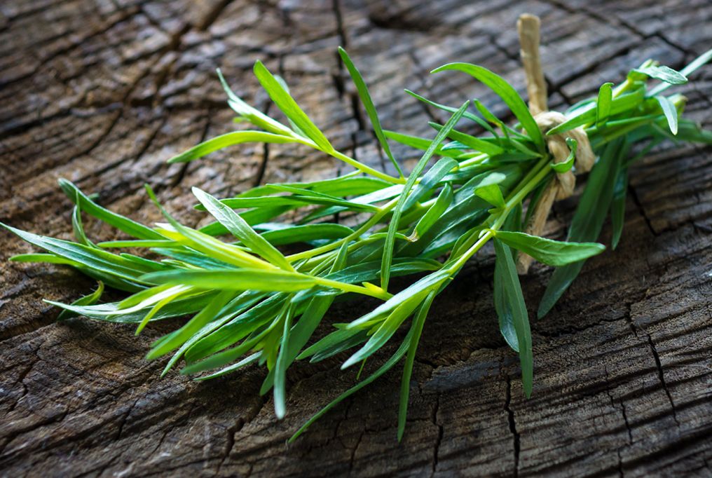 Tarragon Fresh