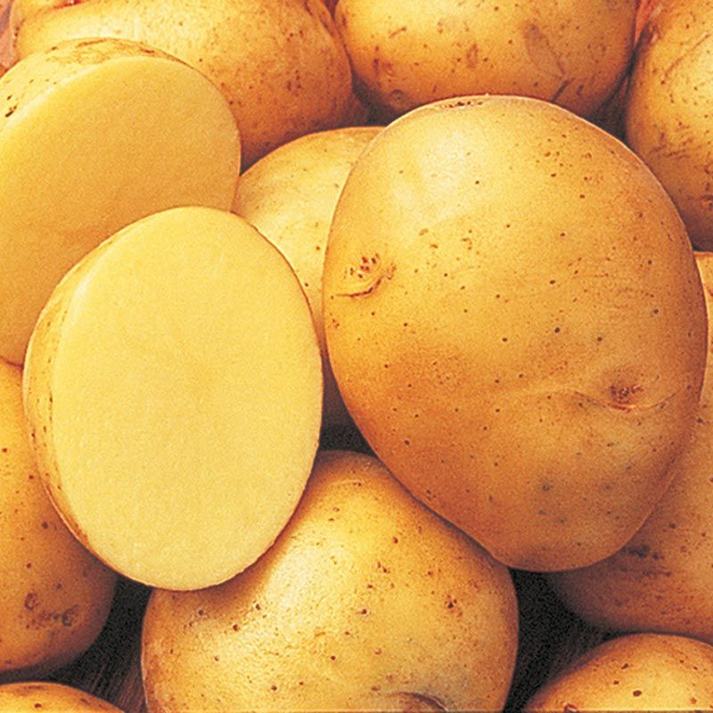 Gold Potato