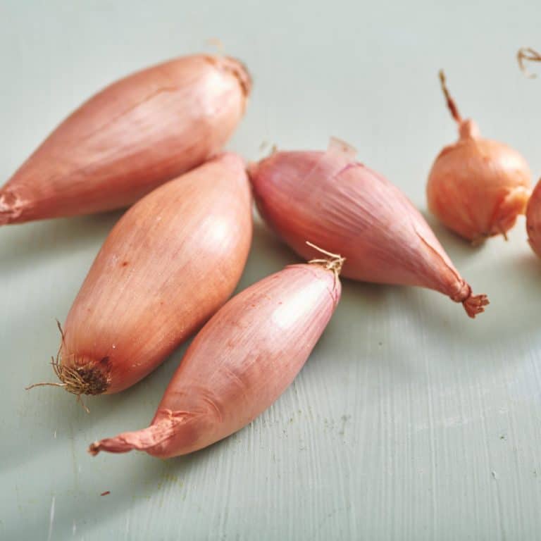 Shallot