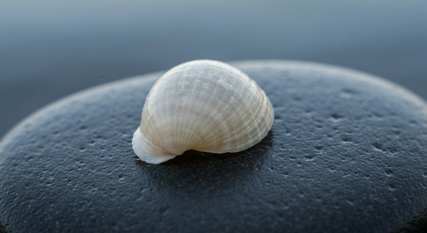 Delicate translucent shell on dark stone, subtly etched.