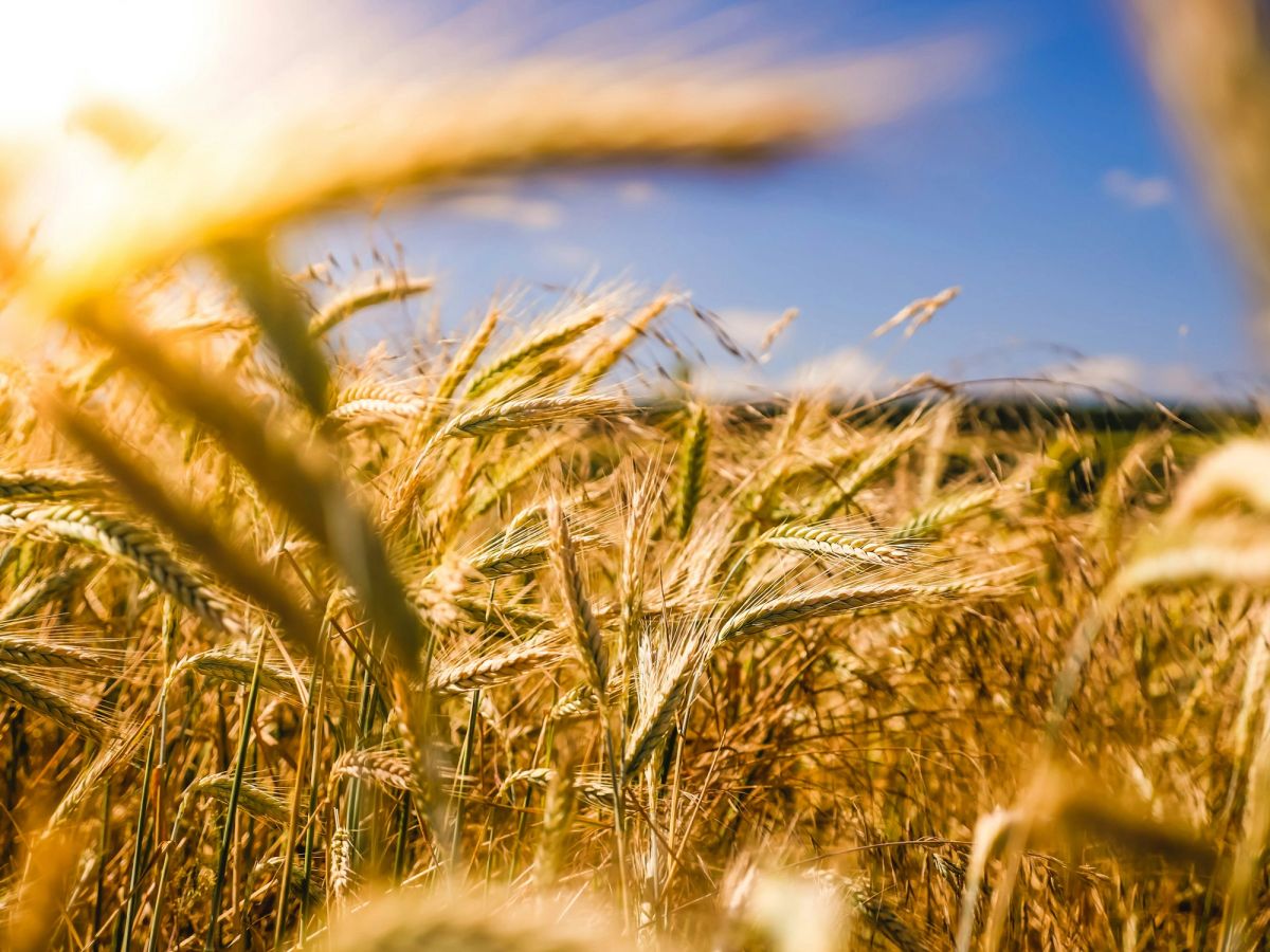 Ripening ears of wheat against the sky