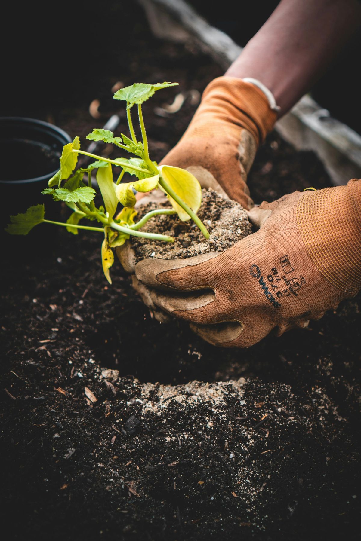 Hands holding a seedling in rich soil