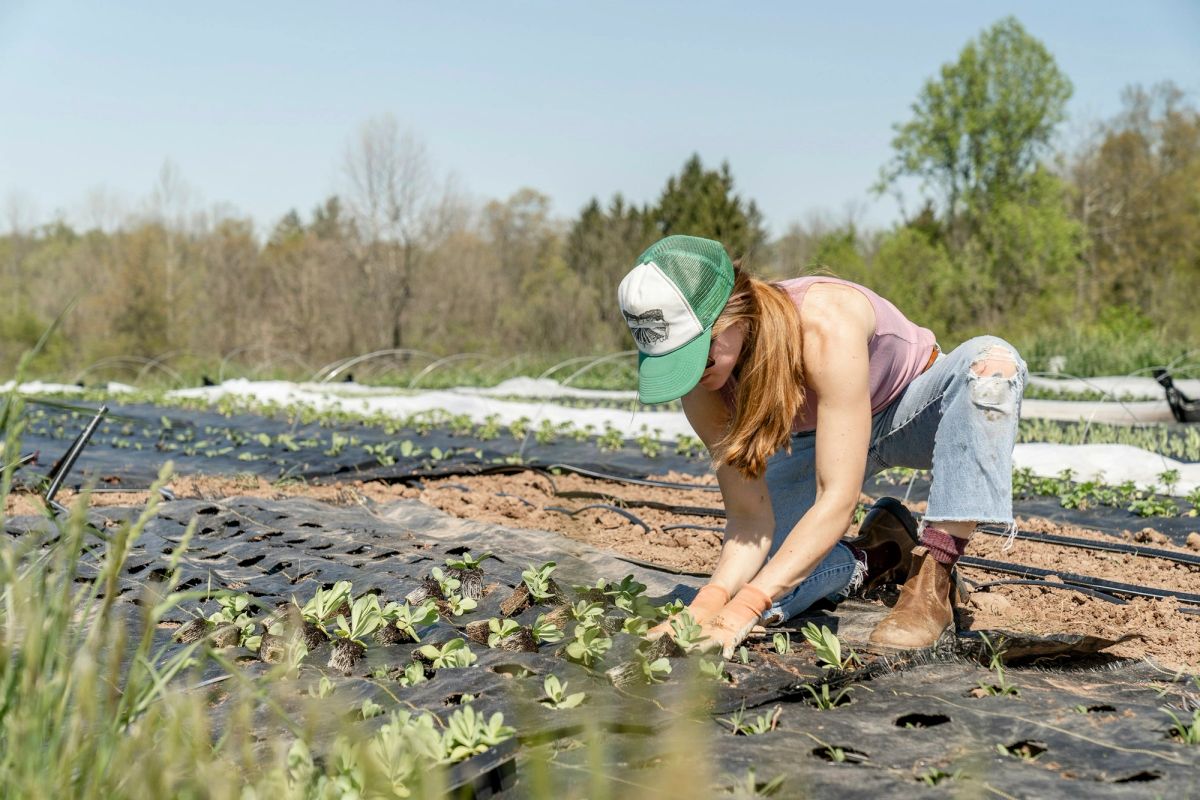 A grower planting young plants by hand