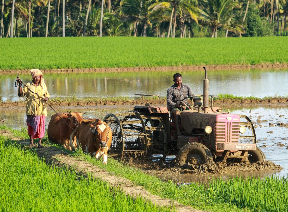 Farmers working a flooded rice paddy