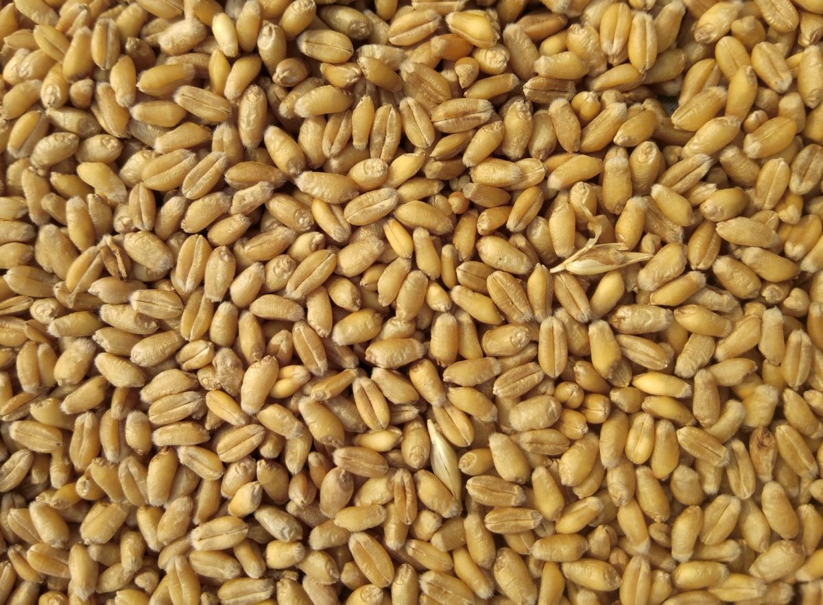 Close-up of harvested grain
