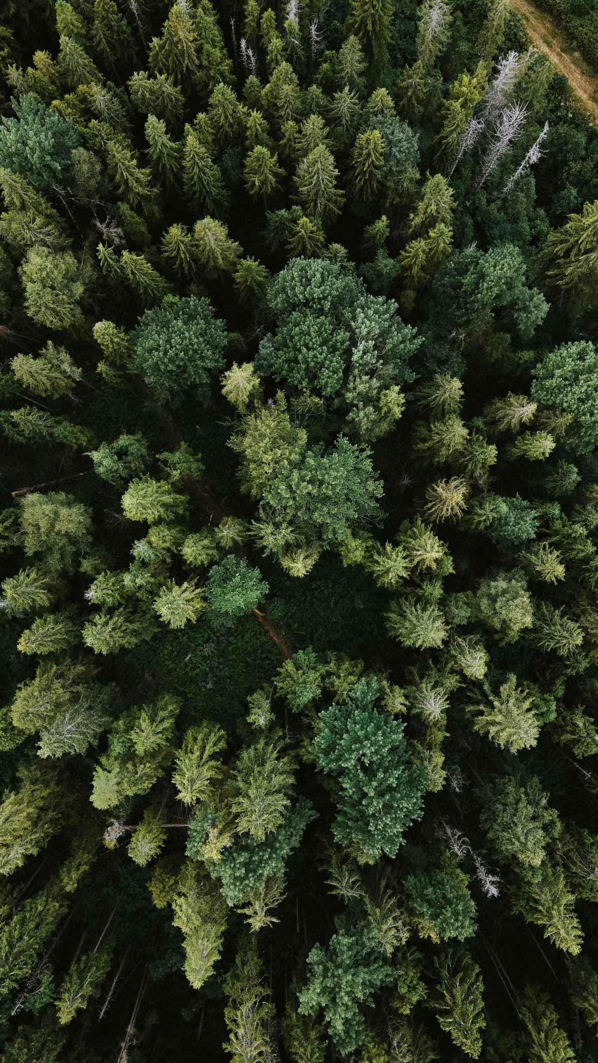 Aerial view of a dense green forest canopy