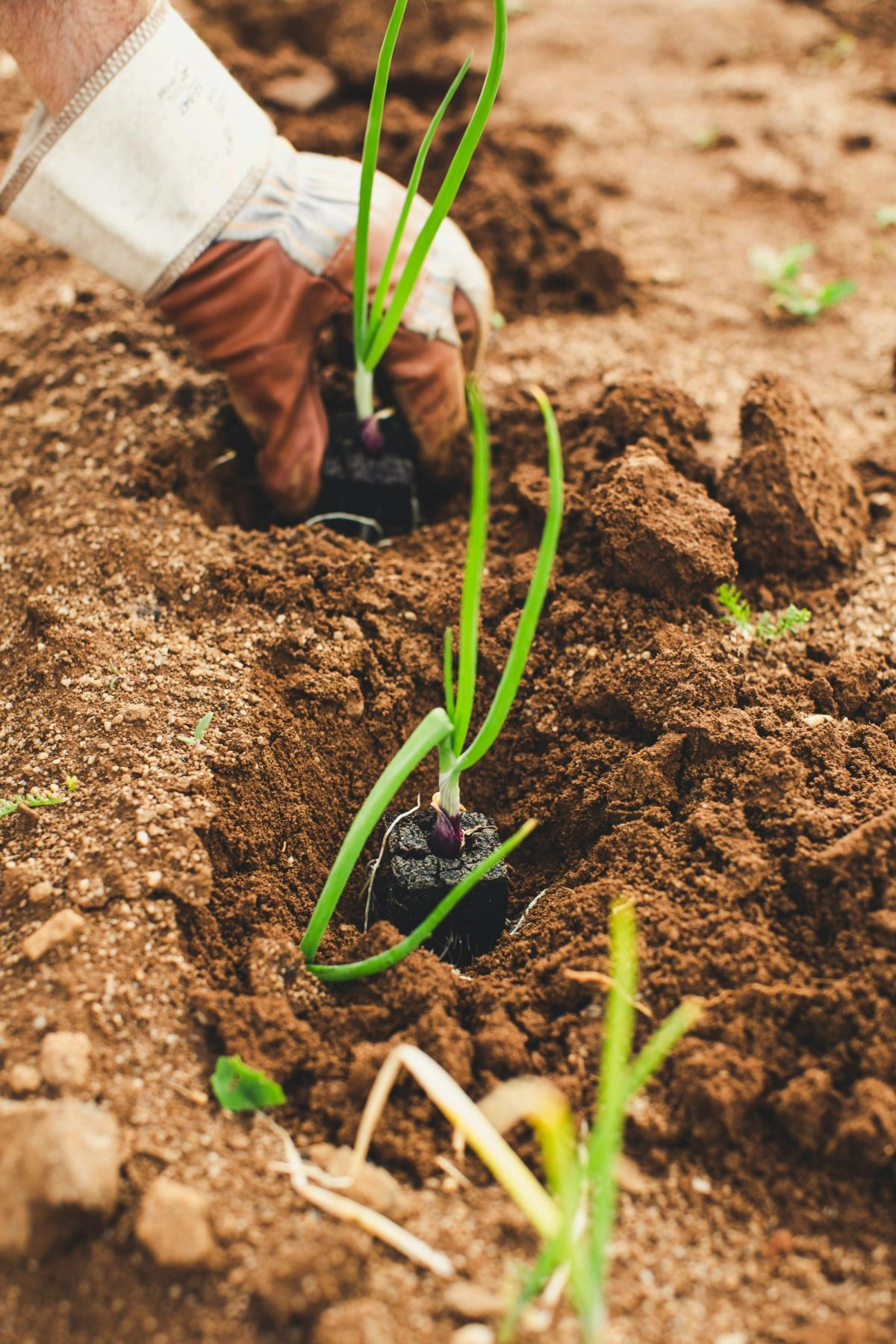 A young plant set into freshly turned soil