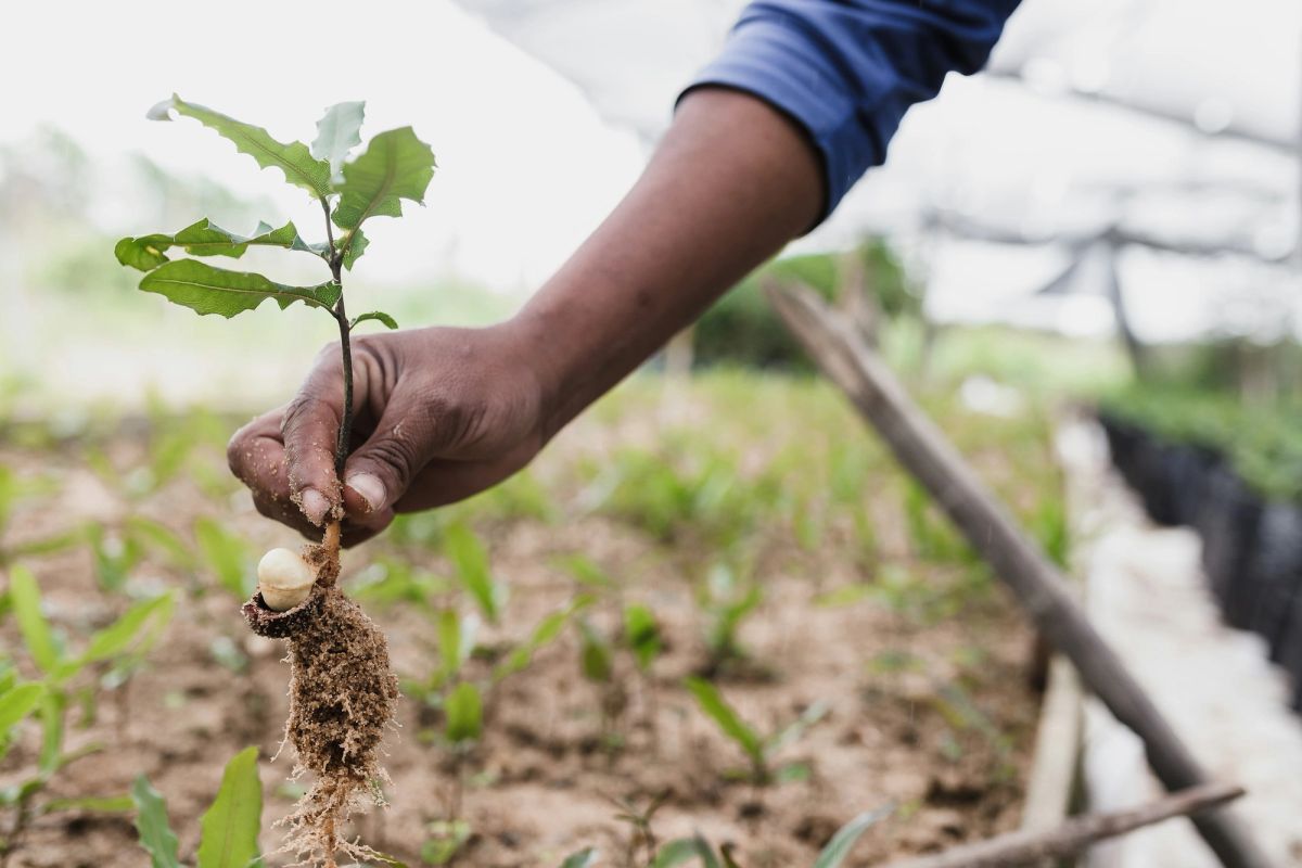 A hand planting a young sapling in the soil