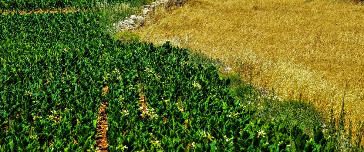 Aerial view of green and golden fields