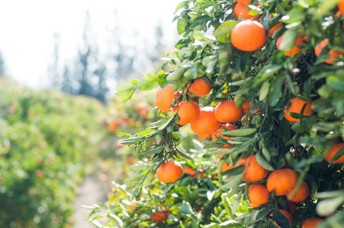 Ripe oranges on the branch