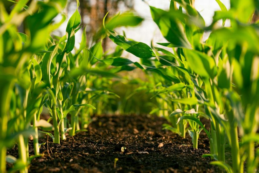 Rows of young green crops growing in dark soil