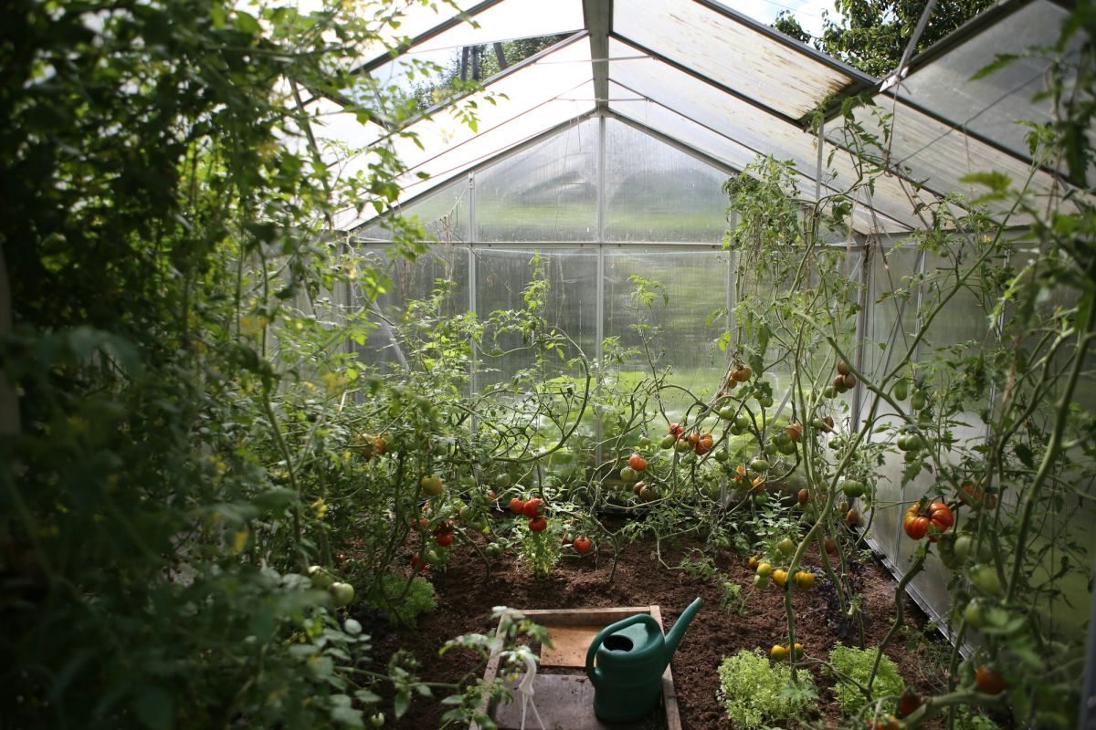Herbs growing inside a bright glasshouse